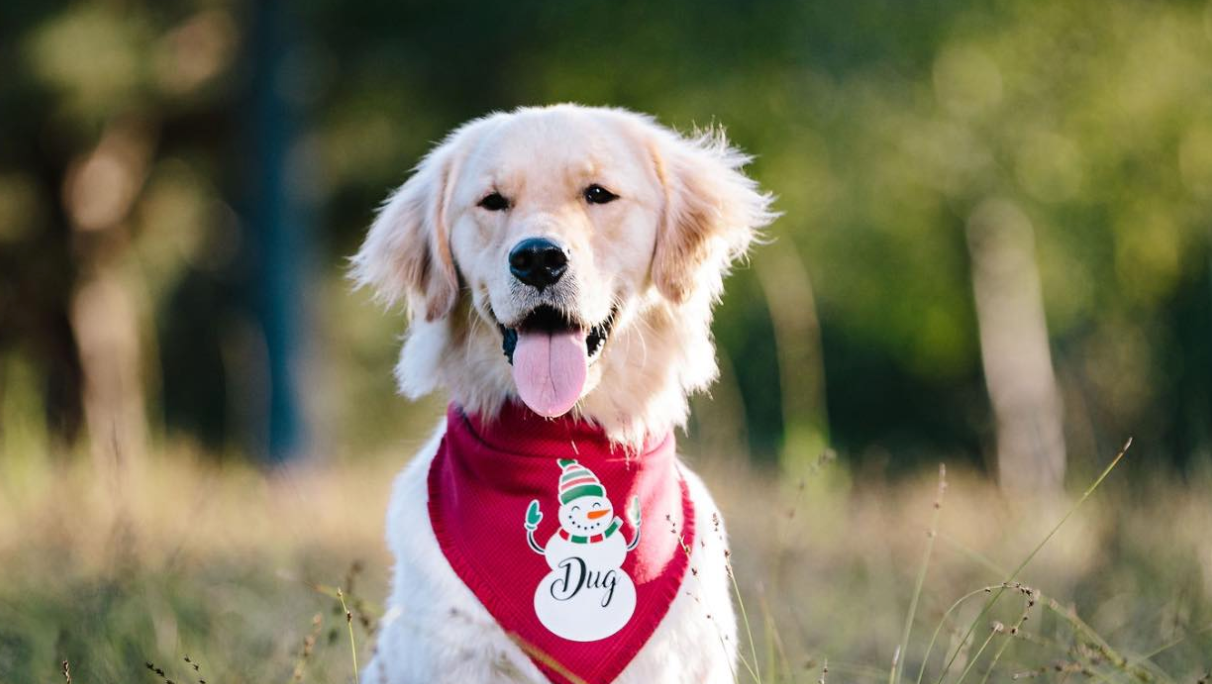 Adult Stocking Stuffers: 9+ Ideas for 2020